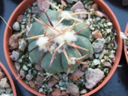 Echinocactus horizonthalonius La trinidad Charcas, pot 5,5 cm - 12395067