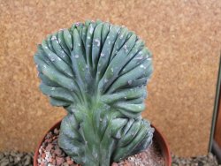 Myrtilocactus geometrizans cristata V 11 cm