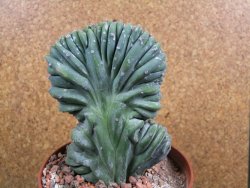 Myrtilocactus geometrizans cristata V 11 cm - 12387302