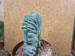 Myrtilocactus geometrizans cristata V 11 cm - 12387303