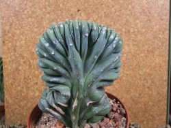 Myrtilocactus geometrizans cristata V 11 cm - 12387304