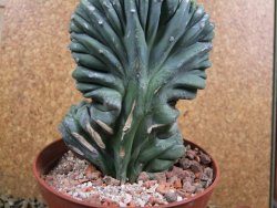 Myrtilocactus geometrizans cristata V 11 cm - 12387305