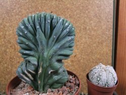 Myrtilocactus geometrizans cristata V 11 cm - 12387306