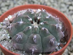 Gymnocalycium vatteri unguispinum, pot 5,5 cm