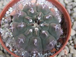 Gymnocalycium vatteri unguispinum, pot 5,5 cm - 12387353