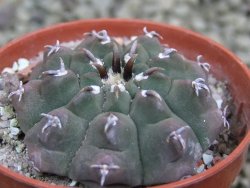 Gymnocalycium vatteri unguispinum, pot 5,5 cm - 12387354