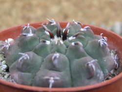 Gymnocalycium vatteri unguispinum, pot 5,5 cm - 12387355