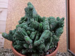 Euphorbia enopla cristata plant pot 15 cm V 11 - 12387479