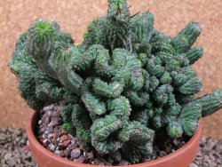 Euphorbia enopla cristata plant pot 15 cm V 11 - 12387481