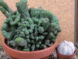 Euphorbia enopla cristata plant pot 15 cm V 11 - 12387482