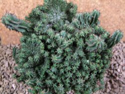 Euphorbia horida monstrosa 14 cm - 12387497