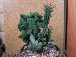 Euphorbia enopla cristata V 12 cm, pot 13 cm - 12387641