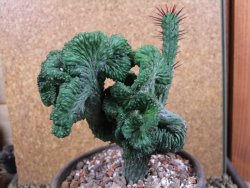 Euphorbia enopla cristata V 12 cm, pot 13 cm - 12387642