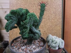 Euphorbia enopla cristata V 12 cm, pot 13 cm - 12387643