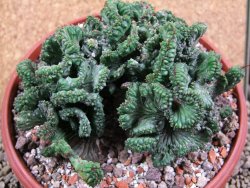 Euphorbia enopla cristata, pot 17 cm - 12387682