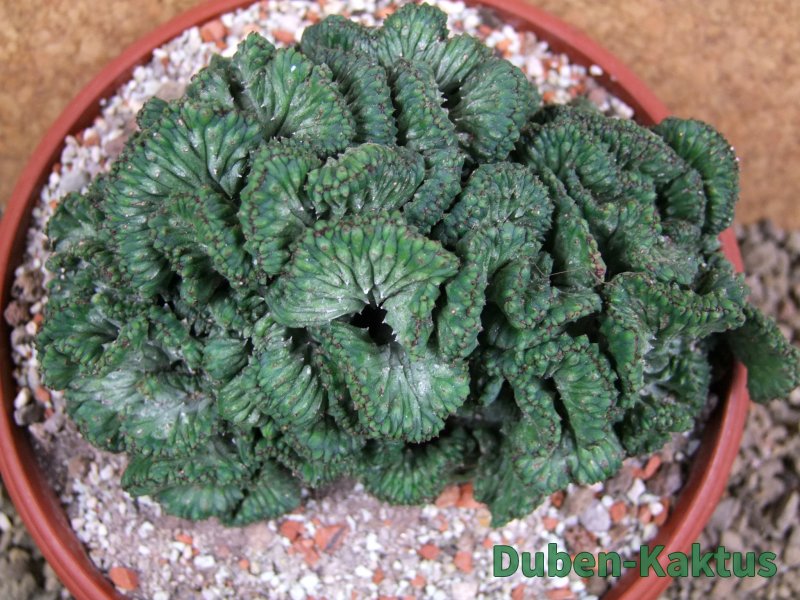 Euphorbia enopla cristata, pot 17 cm