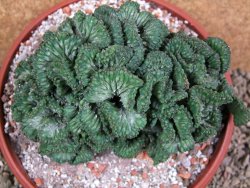 Euphorbia enopla cristata, pot 17 cm