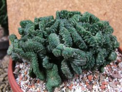 Euphorbia enopla cristata, pot 17 cm - 12387691