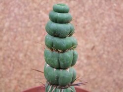 Eulychnia castanea spiralis V 11 cm - 12387696