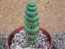 Eulychnia castanea spiralis V 11 cm - 12387697