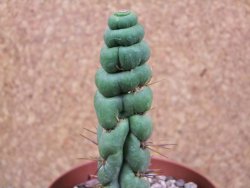 Eulychnia castanea spiralis V 11 cm - 12387698