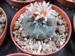 Turbinicarpus jauernigii pot 5,5 cm cites IA - 12387716