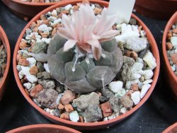 Turbinicarpus jauernigii pot 5,5 cm cites IA - 12387717