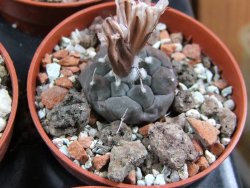 Turbinicarpus jauernigii pot 5,5 cm cites IA - 12387718