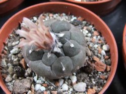 Turbinicarpus jauernigii pot 5,5 cm cites IA - 12387719