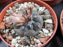 Turbinicarpus jauernigii pot 5,5 cm cites IA - 12387720