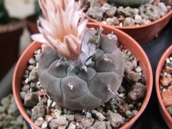 Turbinicarpus jauernigii pot 5,5 cm cites IA - 12387721