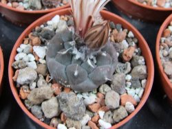 Turbinicarpus jauernigii pot 5,5 cm cites IA - 12387722