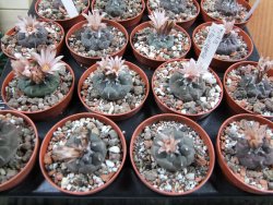 Turbinicarpus jauernigii pot 5,5 cm cites IA - 12387724