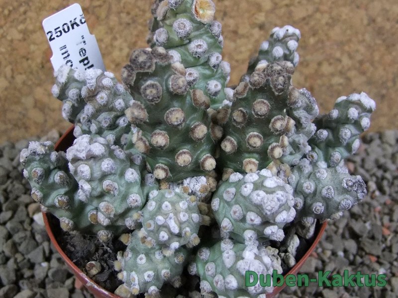 Tephrocactus molinensis pot 9 cm