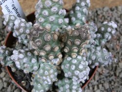 Tephrocactus molinensis pot 9 cm - 12387775