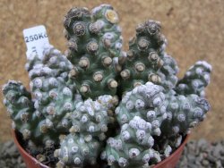 Tephrocactus molinensis pot 9 cm - 12387776