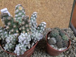 Tephrocactus molinensis pot 9 cm - 12387777