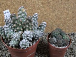 Tephrocactus molinensis pot 9 cm - 12387778