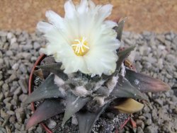 Ariocarpus trigonus pot 7 cm