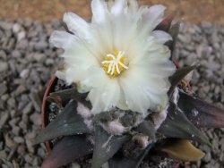 Ariocarpus trigonus pot 7 cm - 12387897