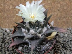 Ariocarpus trigonus pot 7 cm - 12387898