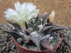 Ariocarpus trigonus pot 7 cm - 12387899