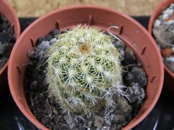 Echinocereus viridiflorus Boulder (aureispinus) pot 5,5 cm