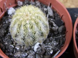 Echinocereus viridiflorus Boulder (aureispinus) pot 5,5 cm - 12387986