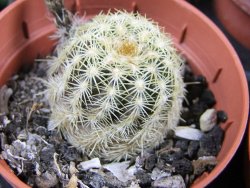 Echinocereus viridiflorus Boulder (aureispinus) pot 5,5 cm - 12387987