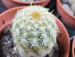 Echinocereus viridiflorus Boulder (aureispinus) pot 5,5 cm - 12387988