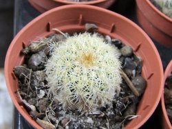 Echinocereus viridiflorus Boulder (aureispinus) pot 5,5 cm - 12387989