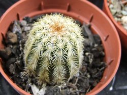 Echinocereus viridiflorus Boulder (aureispinus) pot 5,5 cm - 12387990