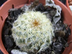 Echinocereus viridiflorus Boulder (aureispinus) pot 5,5 cm - 12387991