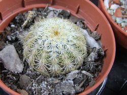 Echinocereus viridiflorus Boulder (aureispinus) pot 5,5 cm - 12387992